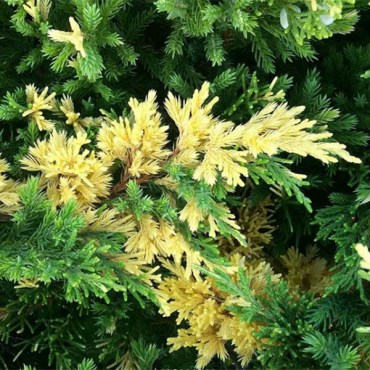 экспанса вариегата